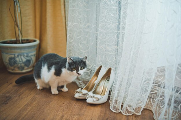 Cat and wedding shoes 1724