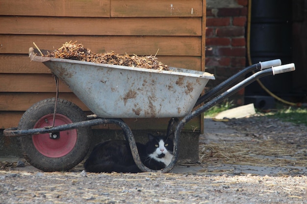 猫と車いす