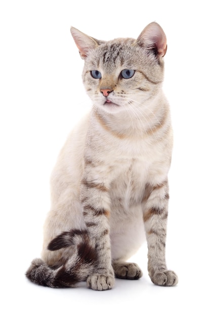 Cat on a white background