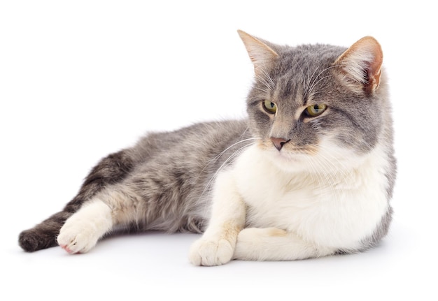 Cat on a white background