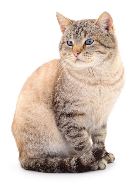 Кошка на белом фоне