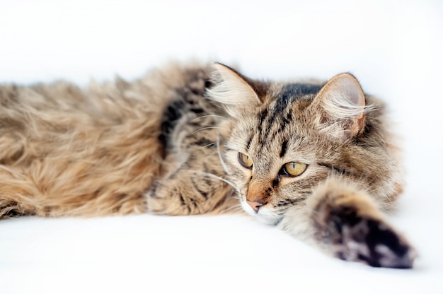 Gatto su uno sfondo bianco