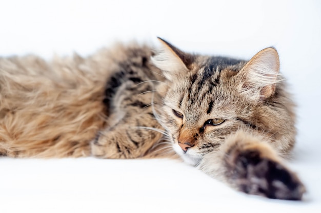 Gatto su uno sfondo bianco