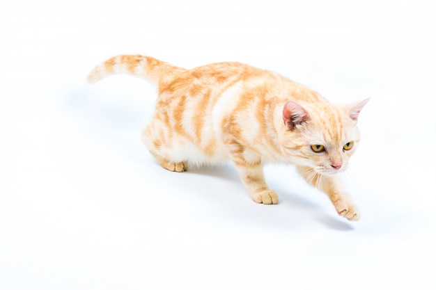 Photo cat on white background