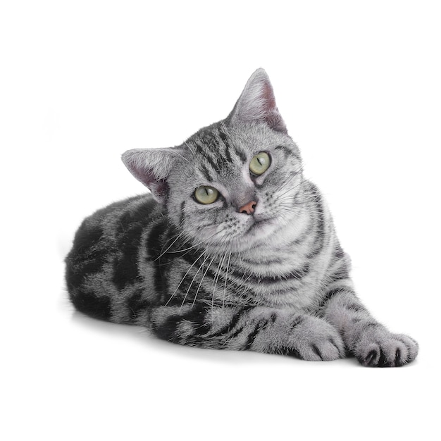 Cat on white background.