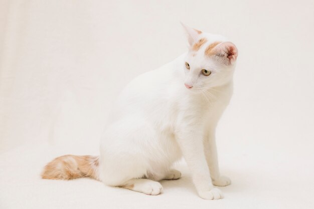 Cat on white background