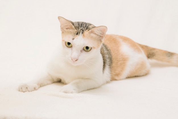 Cat on white background