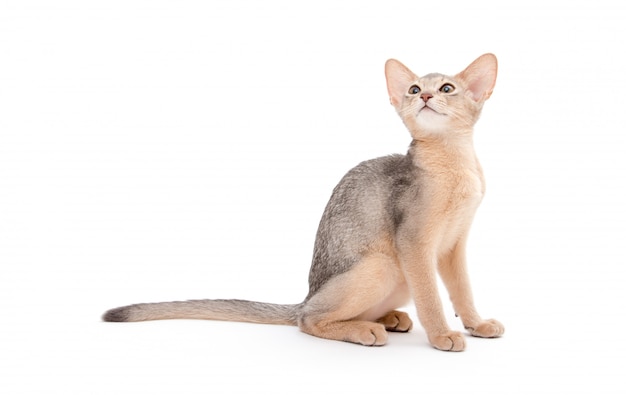 Cat on white isolated