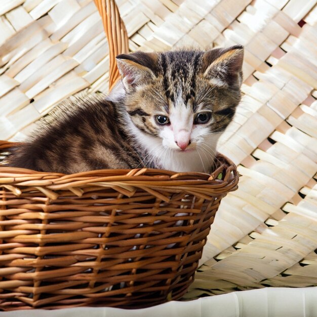 Photo cat in wicker basket