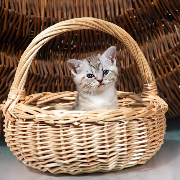 Photo cat in wicker basket