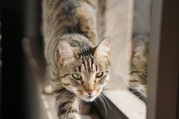 窓際の猫