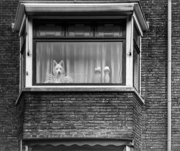 Photo cat on window