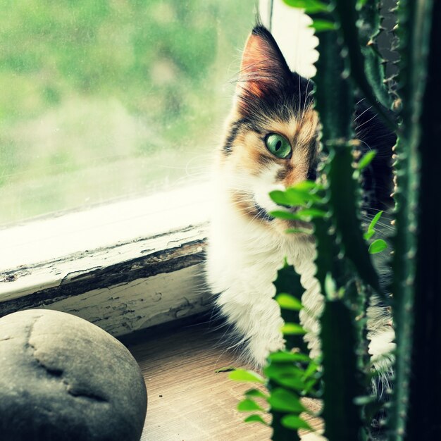 Cat on the windowsill behind a green cactus