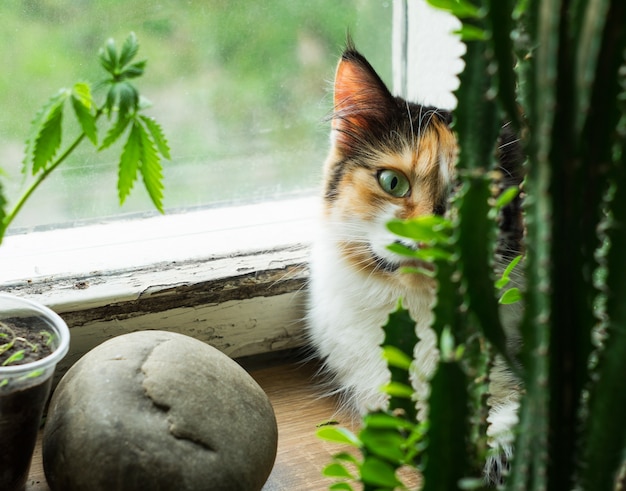 窓辺、麻の植物、サボテンの猫