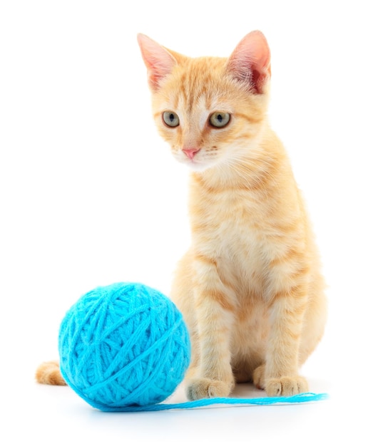 Cat with ball of yarn