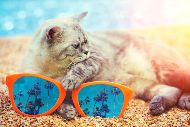 Cat with big sunglasses with reflection of California palm trees relaxing on the beach