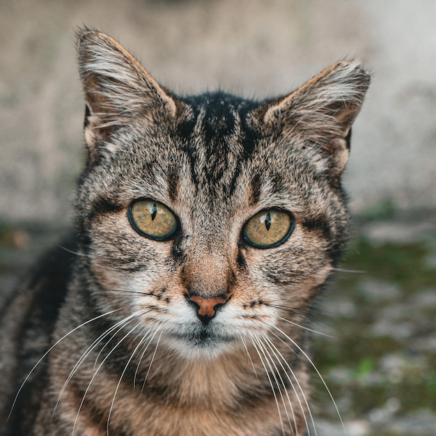 黒と茶色の縞模様の顔と黄色い目をした猫。