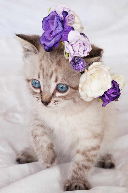 Photo cat with blue eyes in a basket with flowers