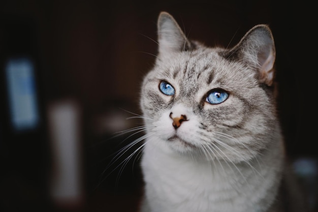 A cat with blue eyes is looking at the camera.