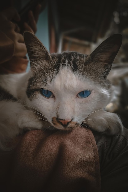 A cat with blue eyes is sitting on a person's lap.