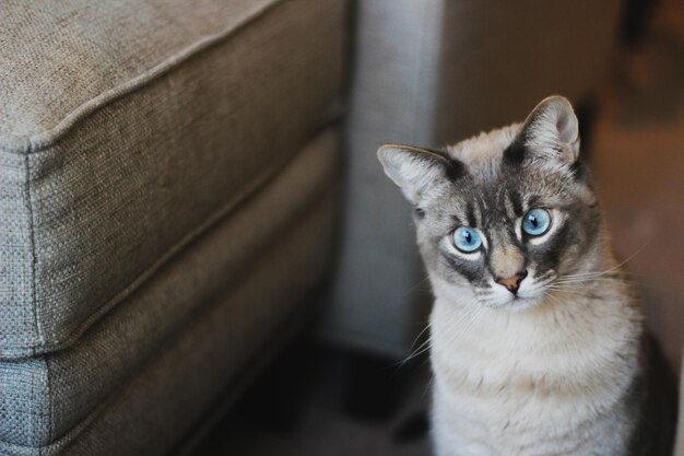 青い目の猫がソファの前に座っています。