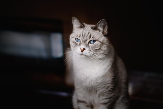 A cat with blue eyes sits on a table.