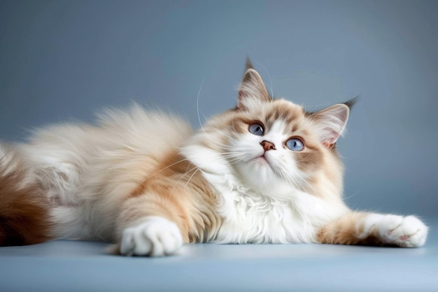 A cat with a blue eyes and a white nose is laying on a gray surface rag doll cat