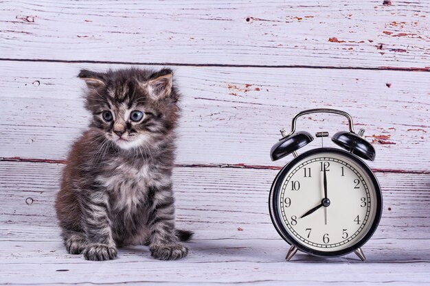 写真 時計と猫