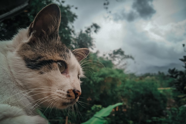 A cat with a cloudy sky in the background