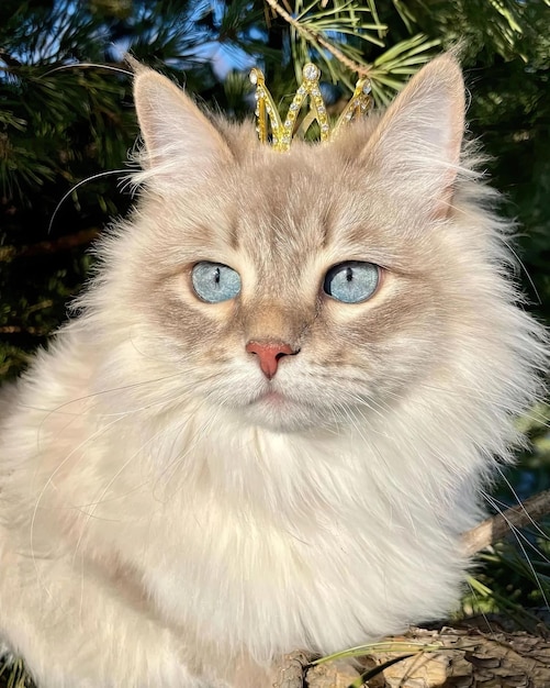 A cat with a crown on its head