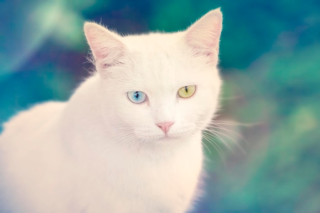 Cat with different colored eyes