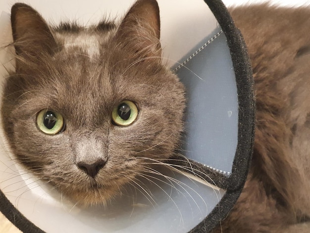 Cat with Elizabeth collar looks at camera