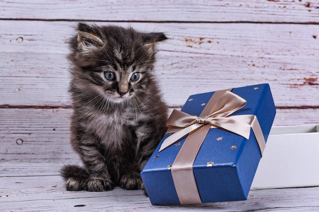 Photo cat with gift box