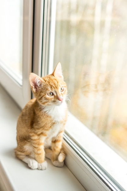 Cat with ginger fur is sitting on window. High quality photo