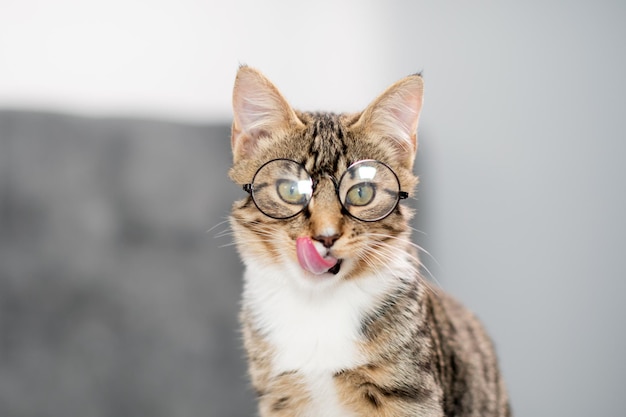 A cat with glasses looks at the camera and licks his lips The concept of healthy food for animals High quality photo