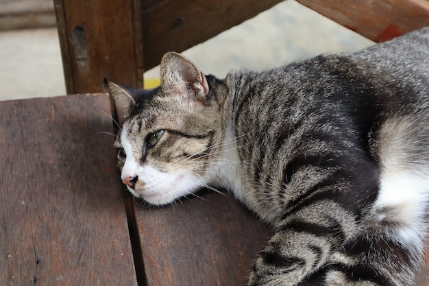 白髪の猫は茶色の木製の椅子に横たわっています。