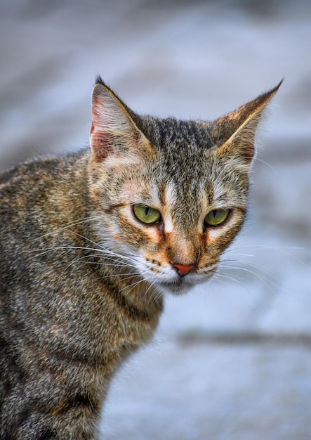 A cat with green eyes and a brown nose