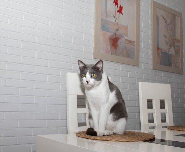 Кот с зелеными глазами серо-белого меха сидит за столом в гостиной на подставке
