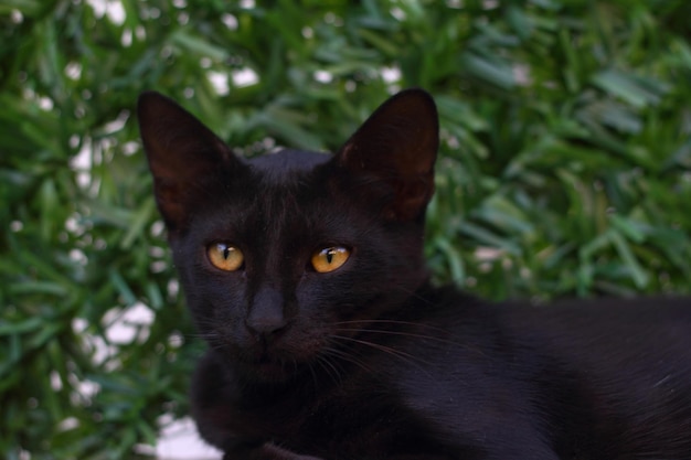 Cat with green eyes and interesting look Cat portrait