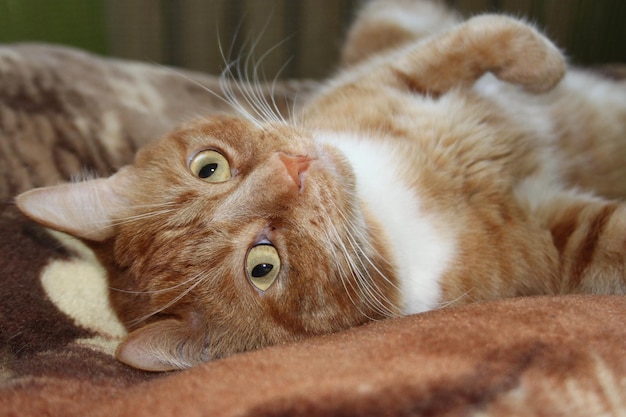 Photo a cat with green eyes laying on a brown blanket