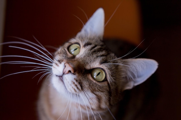 a cat with green eyes looking up with a red background