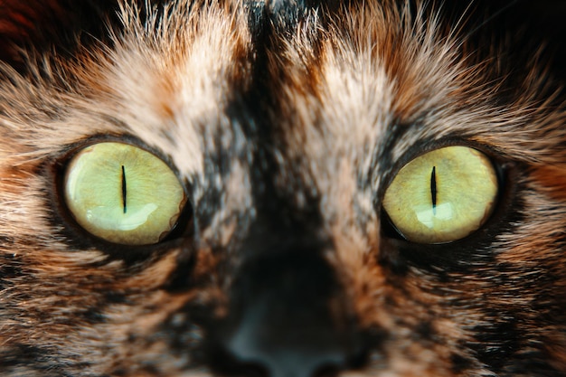 Cat with green eyes looks at camera close up of colorful pussycat pets and lifestyle concept domesti...