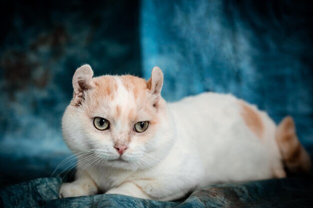 кот с зелеными глазами и белой полосой на морде.