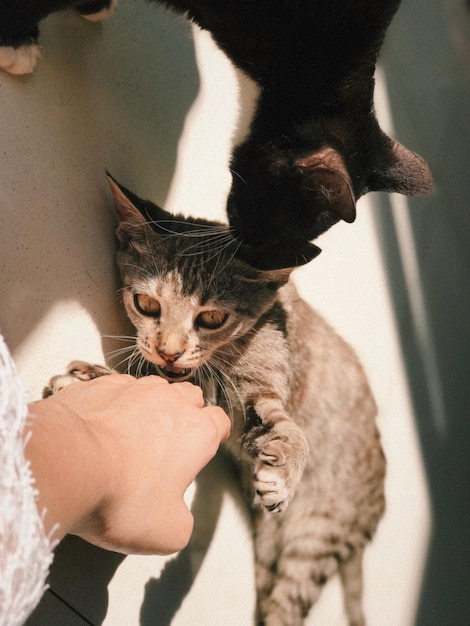 Foto gatto con la mano sul gattino