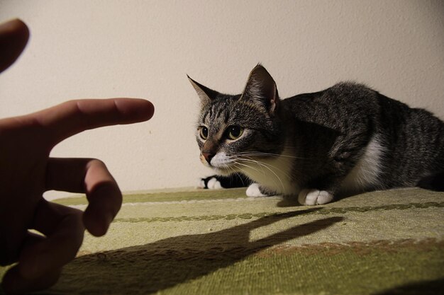 人の影に手をかけた猫