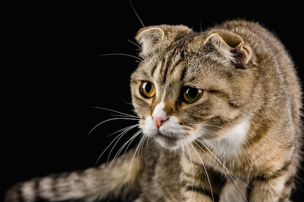 Foto un gatto con lo sguardo di un cacciatore, su uno sfondo scuro