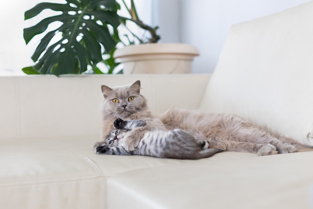 The cat with the kitten lie on the couch.