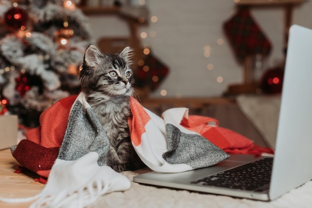 新年のラップトップを持つ猫