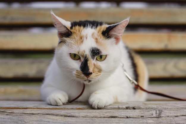 A cat with a leash on