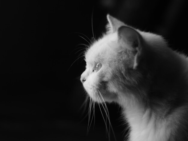 A cat with long whiskers is looking at something.